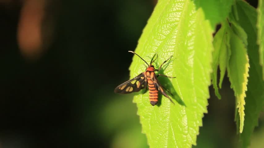 Close-up macro shot of a tiger moth perching on a bright green leaf outdoors