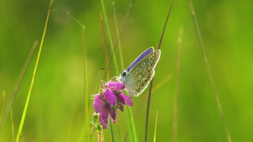 Sharp close-up footage of a butterfly showing a distinctive violet-blue wing edge and cream underwing patterned with orange and black spots, perched on a cluster of pink heather flowers