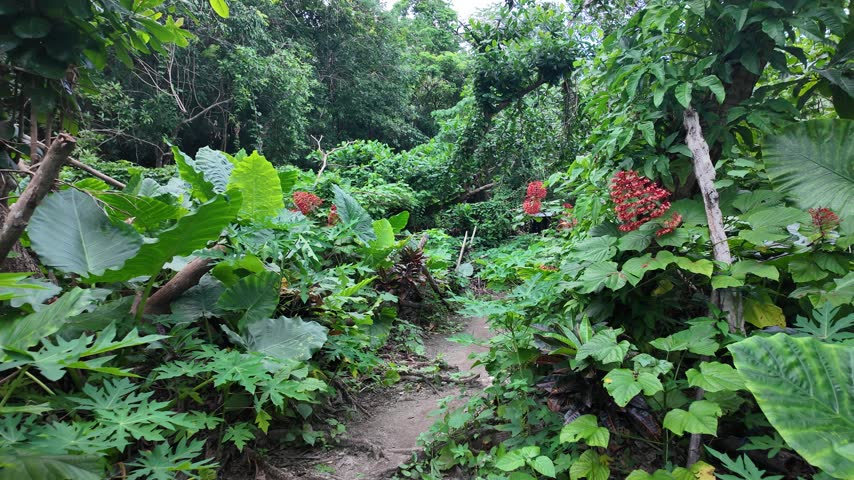 Narrow dirt path passes colorful tropical plants inside a lush jungle garden in Palawan, Philippines