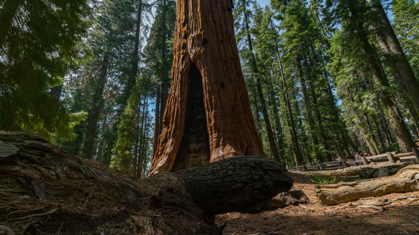 Timelapse tracking shot of General Sherman Tree in Sequoia National Park in California, USA