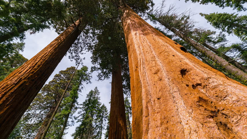 Timelapse tracking shot of Giant Sequoia in Sequoia National Park in California, USA