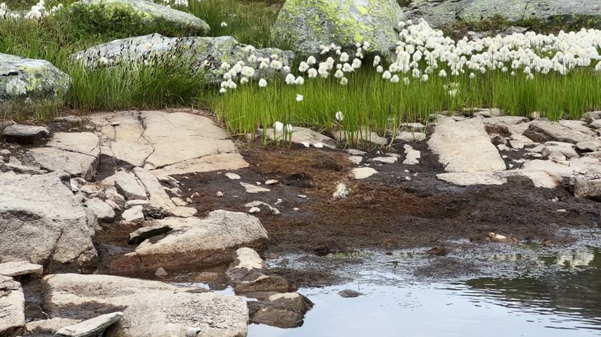 Small mountain lake on the high-mountain plateau with cotton grass overgrowth on a shore against the rock outcrops, view while panning at overcast windy day
