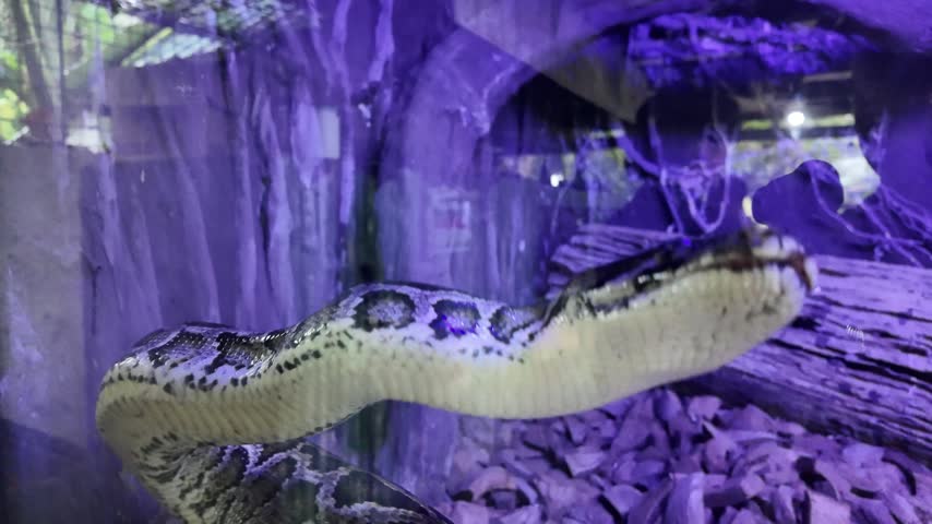 Large patterned snake rests coiled inside a dim enclosure illuminated by purple light at a wildlife attraction in Bohol, Philippines