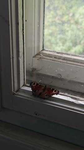 A man gently picks up a peacock butterfly from a windowsill and releases it outside through an open window into the green trees, saving an insect trapped indoors in slow motion.