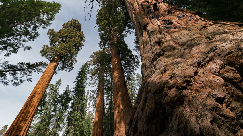 Timelapse low angle shot of Giant Sequoia in Sequoia National Park in California, USA
