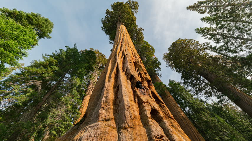 Timelapse low angle shot of Giant Sequoia in Sequoia National Park in California, USA