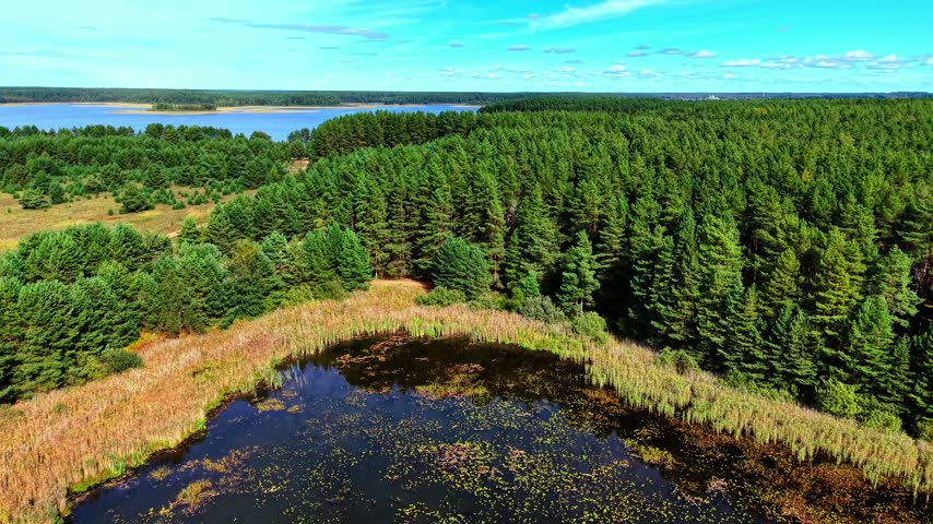 Aerial view of a lush green forest with a vibrant blue lake in the background under clear skies