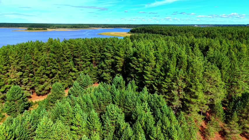 Aerial view of dense green pine trees along a serene blue lake under clear sunny skies