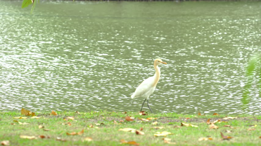 Egrets looking for a partner, the waterfront in the park.