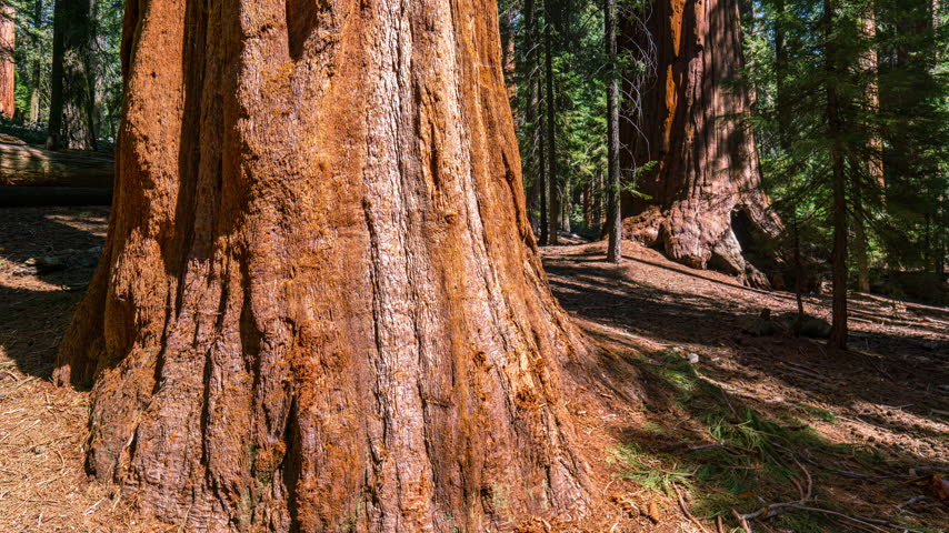 Timelapse of Giant Sequoia in Sequoia National Park in California, USA
