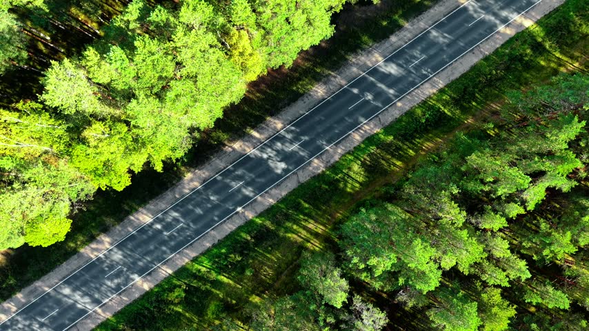 Asphalt road stretching through lush green forest canopy with sunlight filtering through leaves