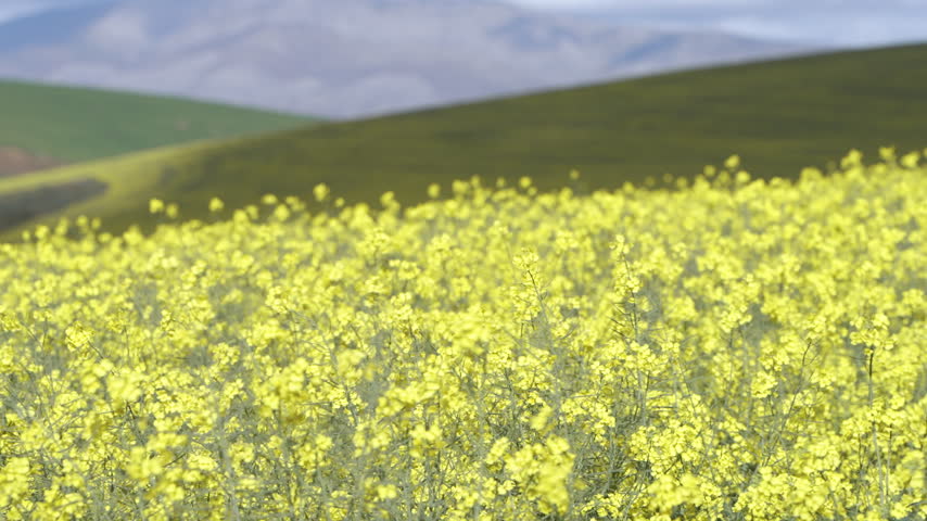 Dense canola flowers form a yellow blanket over rolling hills with muted mountains in the background.