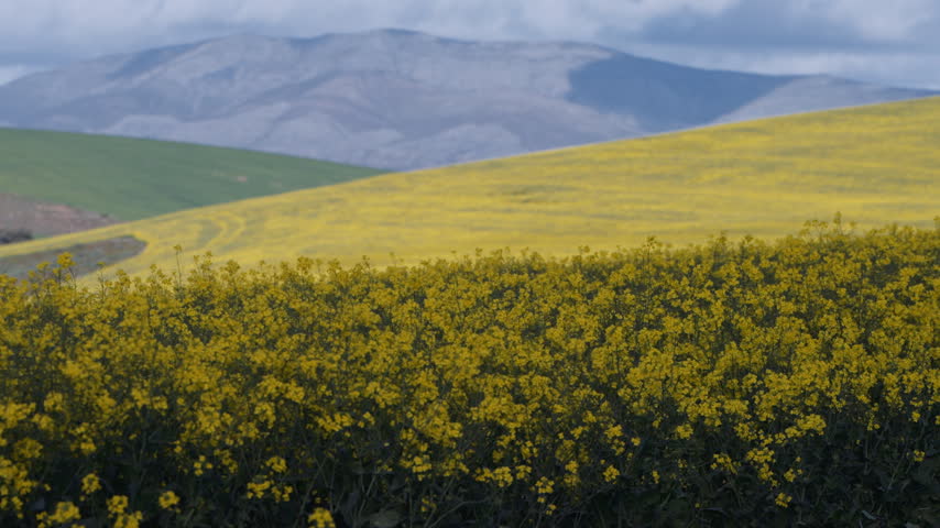 Dense rapeseed plants fill the foreground while sloping crop fields rise toward a cloudy mountain range on a breezy day.