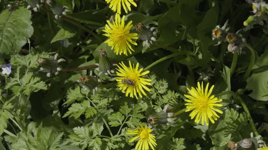 Bright yellow wildflowers growing among dense green foliage in an outdoor meadow setting