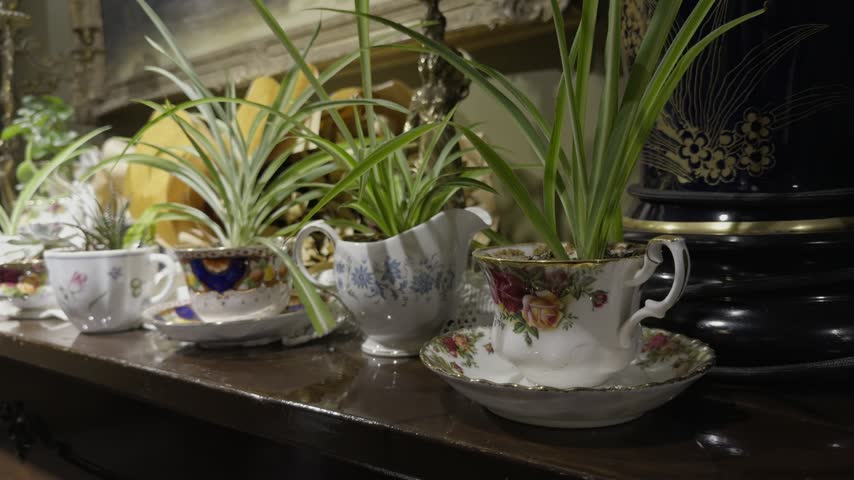 Row of spider plants growing in vintage floral teacups displayed on a wooden sideboard near a ceramic urn