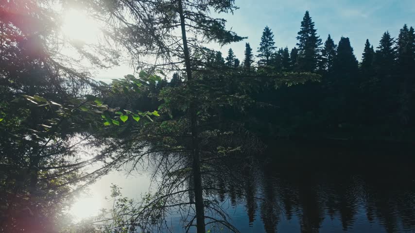 A beautiful forest on a river as light glimmers and reflects from the bright summer sun.
