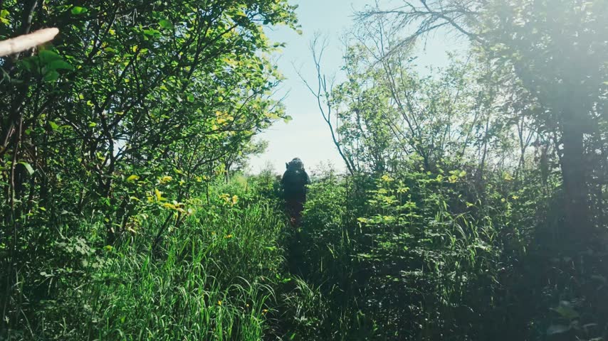 A backpacker hiking a trail of tall grass, trees, and foliage on a summer day as sun glimmers through the trees of Isle Royale National Park.