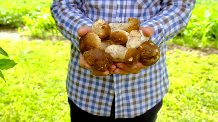 Wild mushrooms in a hand. Selective focus. Nature.