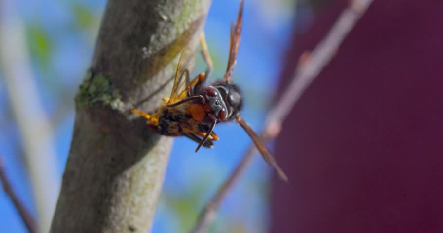 Macro video of two Asian hornets mating on a tree branch in daylight.