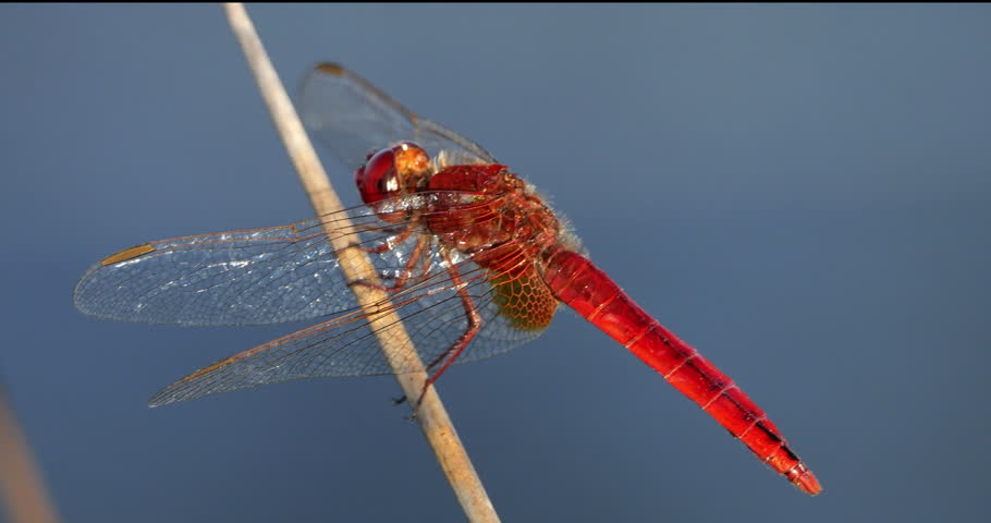 Scarlet dragonfly (Crocothemis erythraea), Provence, Southern France