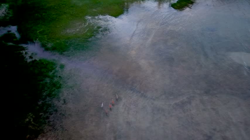 An overhead drone view follows a small group of sandhill cranes crossing shallow reflective water and grassy marsh near Hessel Michigan.