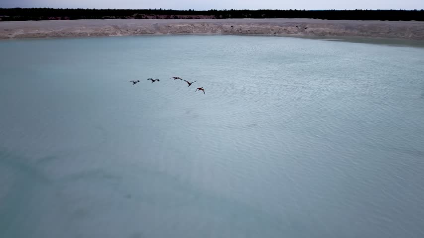 A small flock of sandhill cranes flies low over calm blue water with a pale quarry shoreline beyond in Michigan.