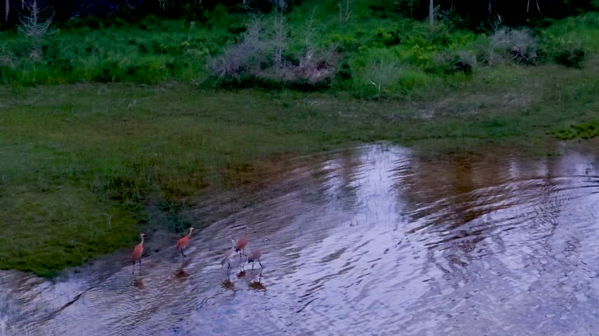 A small group of sandhill cranes wades along the shallow edge of a marsh pond near Hessel Michigan.