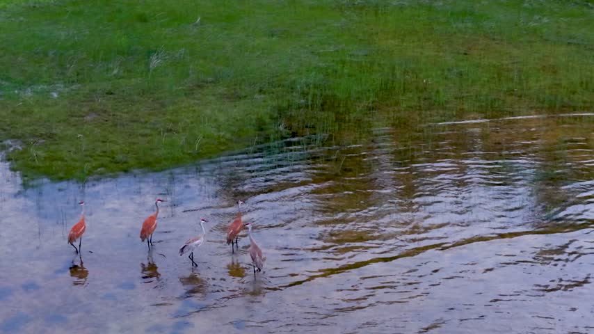 Sandhill cranes wade through shallow water beside a green wetland bank with their long legs reflected below them near Hessel Michigan.