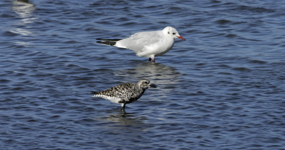 The grey plover or black-bellied plover (Pluvialis squatarola). In the background is one Black-headed gull ( Chroicocephalus ridibundus ), the Camargue, France.