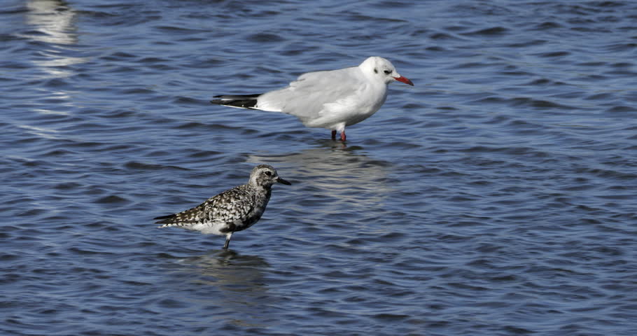 The grey plover or black-bellied plover (Pluvialis squatarola). In the background is one Black-headed gull ( Chroicocephalus ridibundus ), the Camargue, France.
