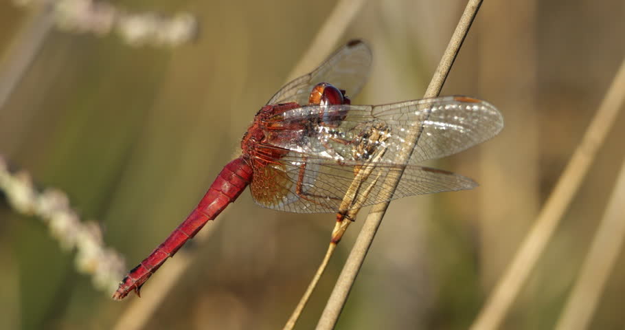 Scarlet dragonfly (Crocothemis erythraea), Provence, Southern France