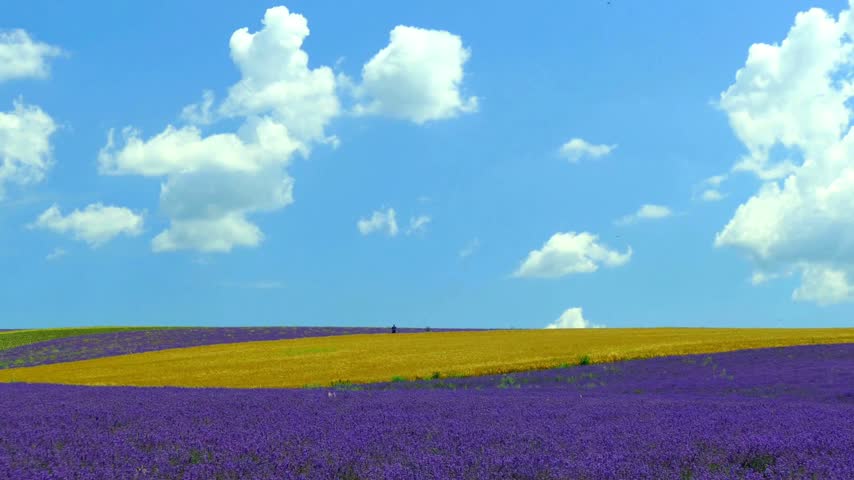 Colorful fields of lavender and yellow flowers stretch across rolling hills under a bright blue sky with clouds. Ideal for nature and landscape enthusiasts abstract nature background visuals.