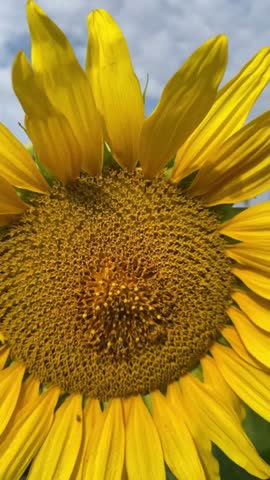 Close-up of a bright yellow sunflower with detailed petals and textured center under a blue summer sky.
