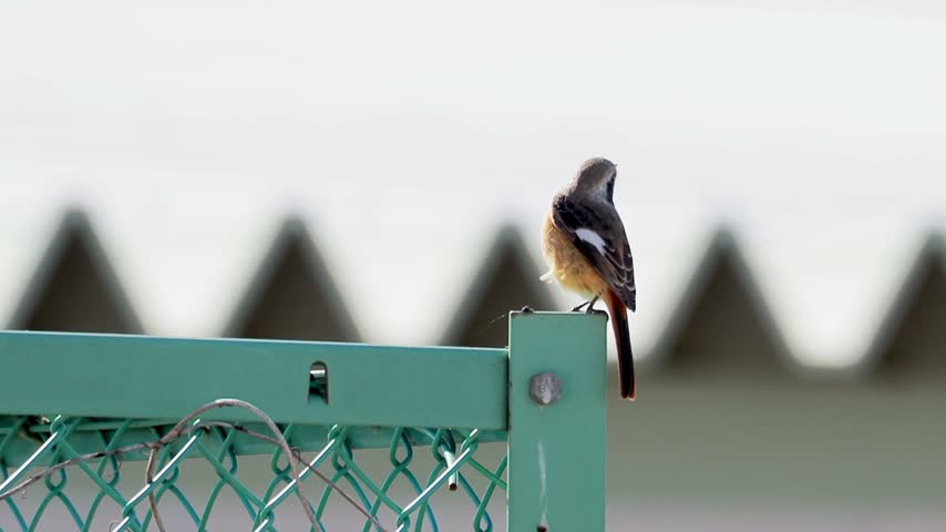 Small wild songbird with an orange breast and black head perched on a green metal wire fence in an urban environment