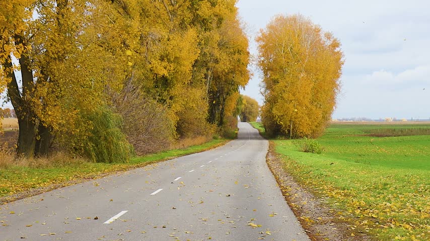 Empty Country Road Lined with Yellow Autumn Trees and Falling Leaves