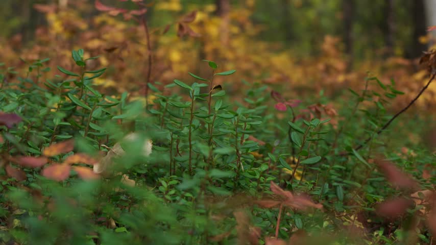 Green shrubs with elongated leaves stand in the foreground, partially obscured by blurred brown and orange foliage, set against a static forest floor covered in yellow and brown fallen leaves.