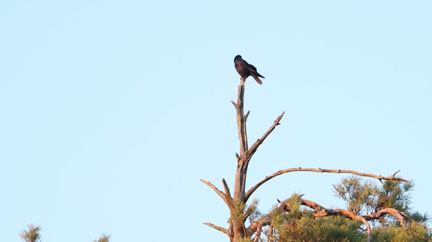 Large Black Crow Sitting on the Top Branch of a Bare Pine Tree