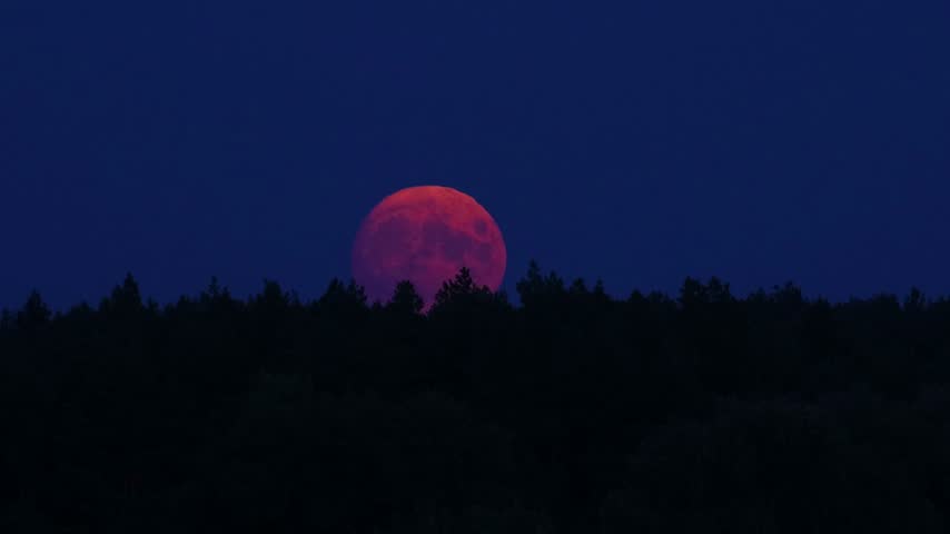 Large Blood Red Supermoon Rising Above a Silhouetted Forest