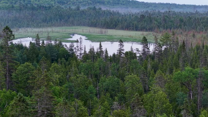 Aerial view across dense evergreen forest surrounding a quiet wetland pond in the Upper Peninsula of Michigan.