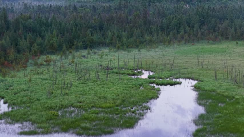 A wide aerial view reveals reflective water channels winding through a vast green forest bog in the Upper Peninsula of Michigan.