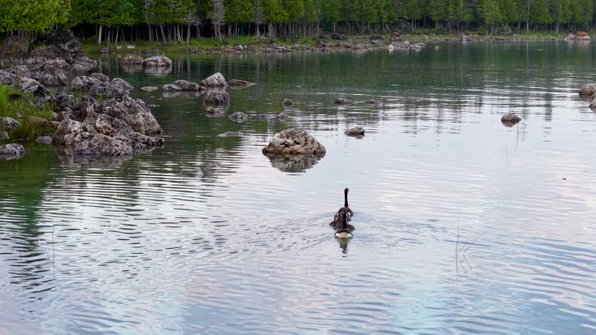 A solitary Canada goose swims toward the camera through rippling clear water surrounded by limestone boulders near Hessel Michigan.
