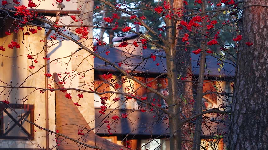Red Rowan Berries on a Tree Branch with a Cozy Country House at Sunset