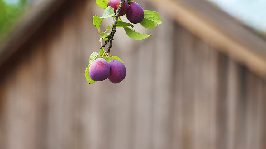 Ripe Purple Plums Hanging on a Tree Branch with a Wooden House Background