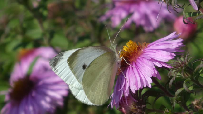 Macro shot of white butterfly pieris brassicae sitting on purple aster flower in september garden. Natural daylight close up photography with soft green blurred background and no people present.