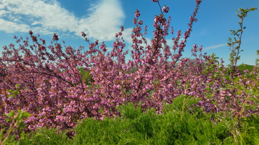Pink cherry blossoms blooming against a clear blue sky in spring. Fresh sakura flowers on a tree branch in a sunny park. Lush floral nature background.