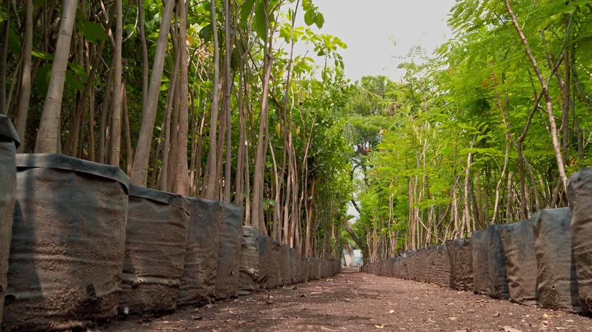 Rows of young trees growing in black nursery bags along a soil path. Dense green foliage forms a natural corridor with plants arranged in orderly lines.