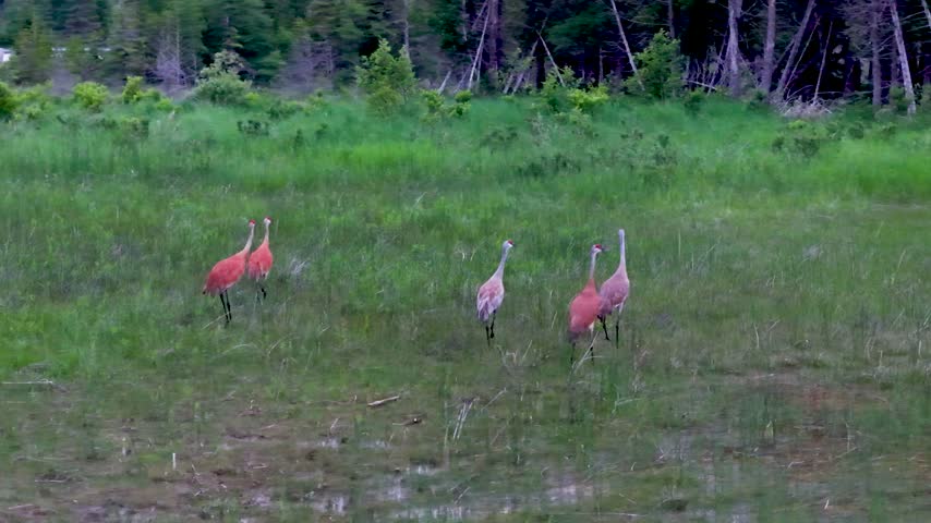 Five sandhill cranes forage and walk through a green wet meadow near Hessel in the Upper Peninsula of Michigan.