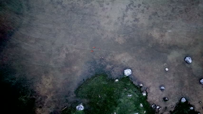 A high drone view shows sandhill cranes moving through shallow marsh water beside a grassy point scattered with pale rocks in Michigan.