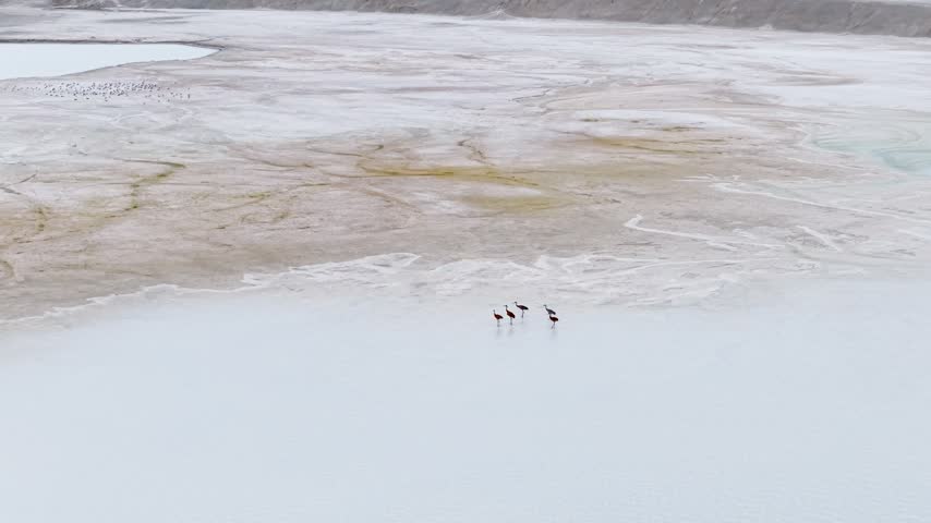 Three Sandhill cranes walk together through shallow water across a broad pale wetland in northern Michigan