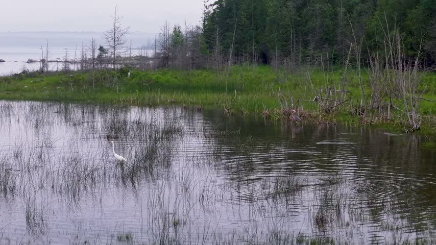 A calm marsh pond reflects the sky beside young forest with open Great Lakes water beyond
